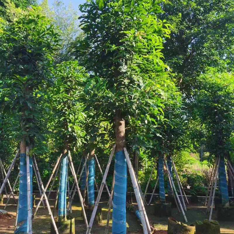 Arbres fruitiers-mango