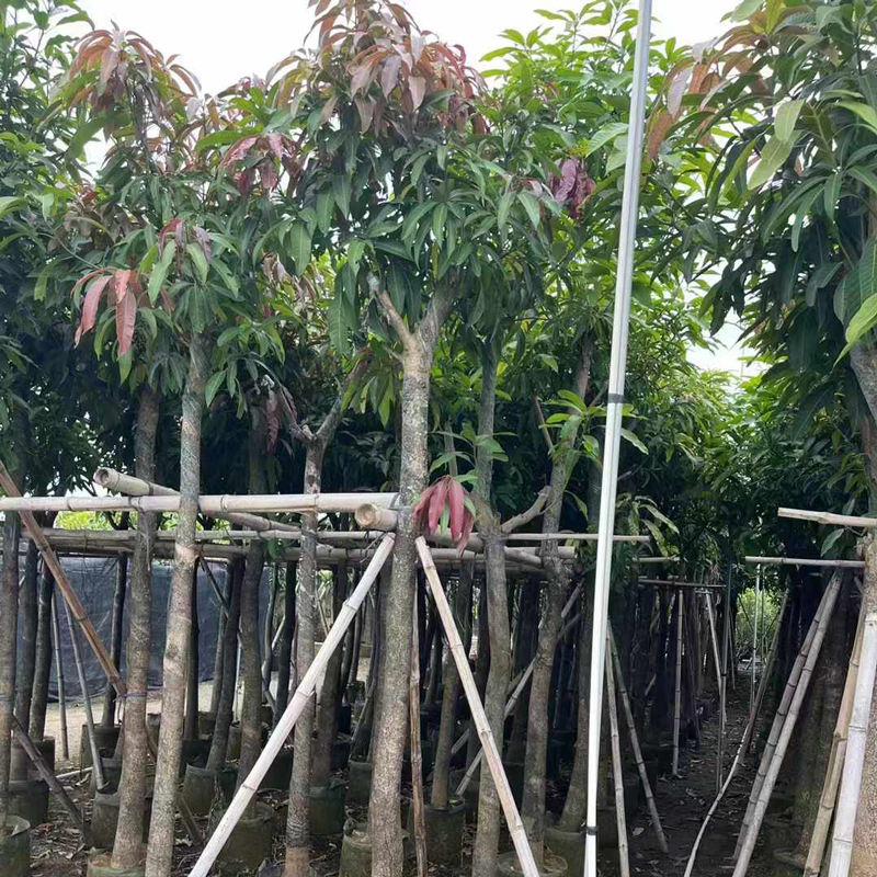 Arbres fruitiers-mango