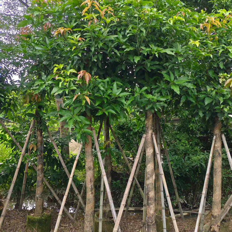 Arbres fruitiers-mango